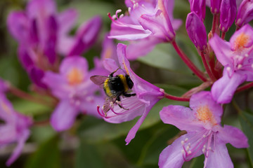 Bee on light purple flowers