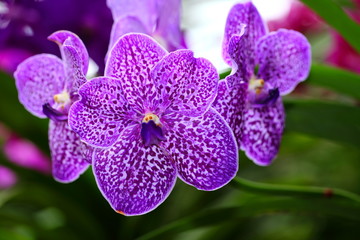 ranch with flowers of an orchid Phalaenopsis. Pink orchid Phalaenopsis. Beautiful branch of purple flowers. © alexzeer