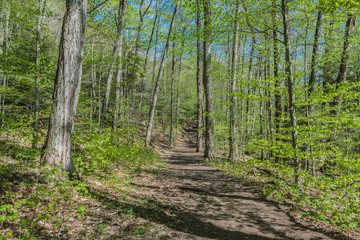 Fototapeta premium Springtime hike through the forest on a clear sunny day. 