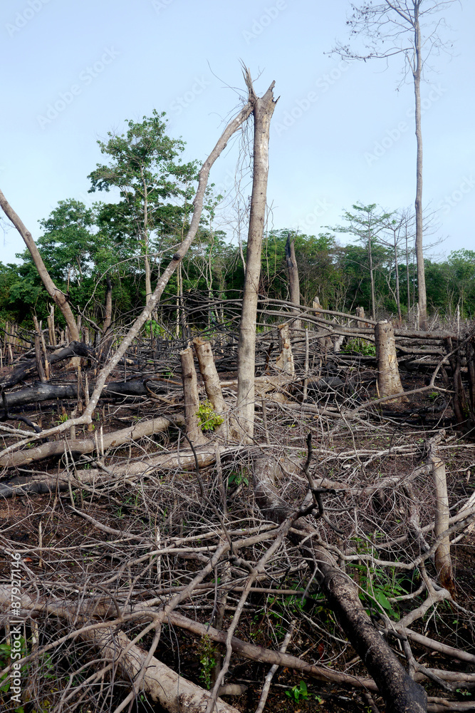 Wall mural trees in a jungle after slash and burn deforestation