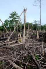 trees in a jungle after slash and burn deforestation
