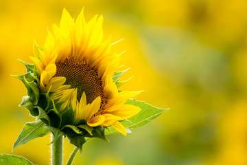 Sonnenblume © mp1982_06