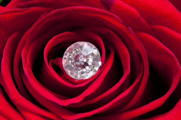 Rosa dal cuore brillante