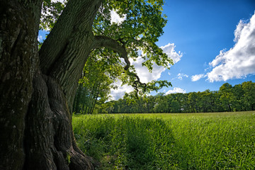 Meadow with oak tree