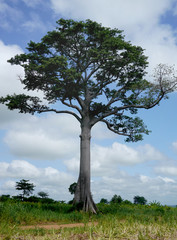 Fototapeta na wymiar enormous tree in west africa
