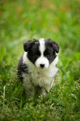 Beautiful little black and white border collie puppy in the grass Outdoors