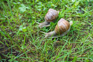 Two land snails in the grass