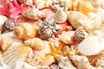 Sea shells background, close up