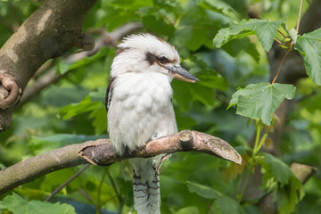 Laughing Kookaburra Portrait