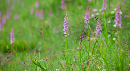 Gymnadenia conopsea