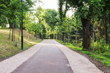 Yellow leaves on the alley in autumn forest