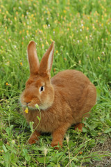 Beautiful red rabbit on grass