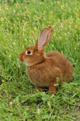 Fototapeta premium Beautiful red rabbit on grass