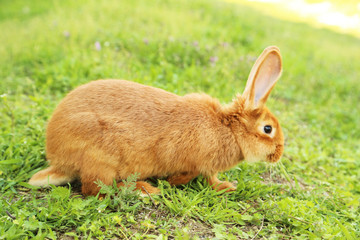 Young red rabbit on grass