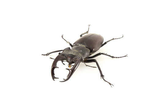 Stag-beetle