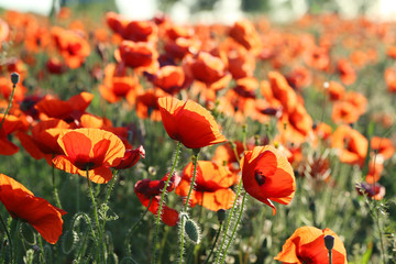 Red poppy flowers field, close up
