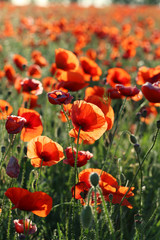 Obraz premium Red poppy flowers field, close up