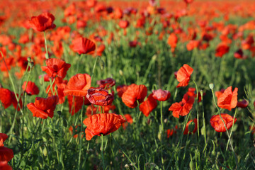 Red poppy flowers field, close up