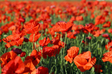Obraz premium Red poppy flowers field, close up