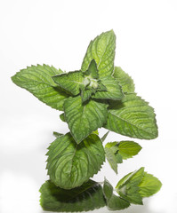 mint isolated