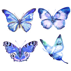 butterflies design