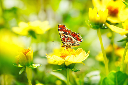 Fototapeta Piękny motyl na żółtym kwiacie (Araschnia levana)