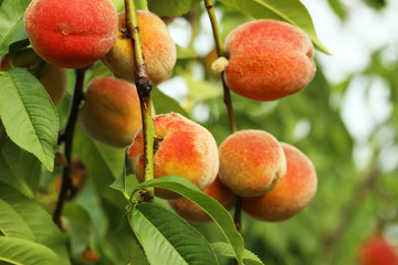Peaches fruits on a branch, outdoor