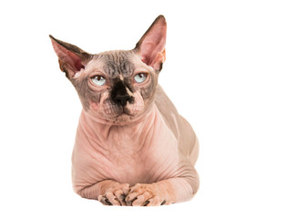 Sphinx cat lying down looking up isolated at a white background