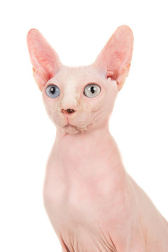 Sphinx odd-eye cat portrait isolated at a white background