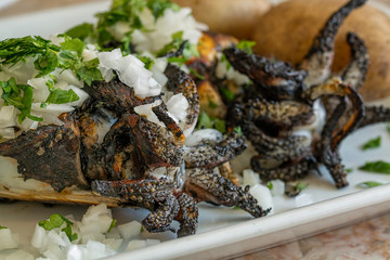 grilled squid
