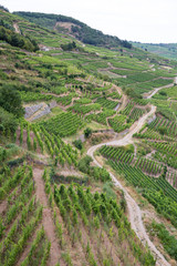 Rebstöcke im Elsass bei Colmar