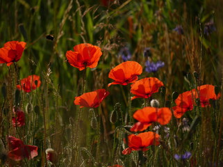 Obraz premium Mohnblumen im Sommer