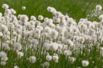 Cotton grass (Erióphorum)