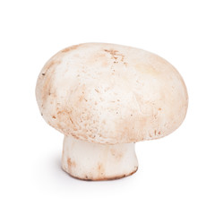 Fresh champignon mushroom