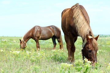 Fototapeta premium Two beautiful horses grazing on meadow