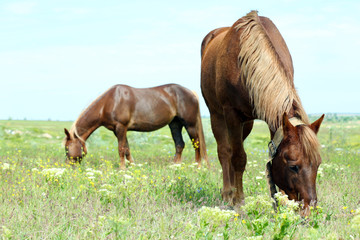 Two beautiful horses grazing on meadow