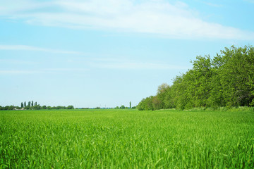 Obraz premium Field with green grass over blue sky background