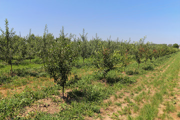 Fototapeta na wymiar fruit orchard