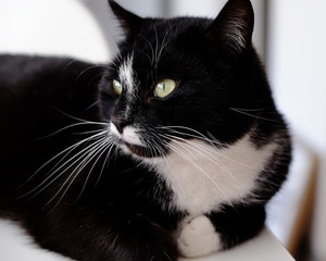 Black and white cat © StrayGuru