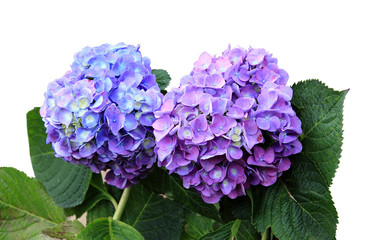 blue hydrangea flower isolated on white background