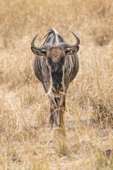 Wildebeest