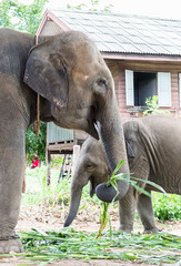 Thailand elephant