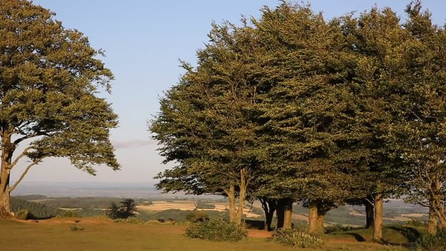 Quantock Hills Somerset UK Seven sisters trees Cothelstone PAN