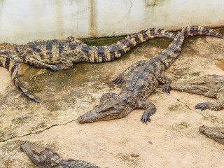 farms Crocodiles. Sleeping crocodiles
