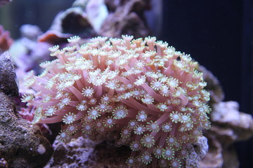 Obraz premium alveopora