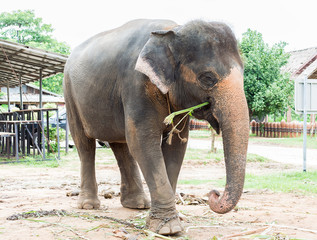 Fototapeta na wymiar Thailand elephant