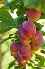 Branch of plum tree with  ripening fruits