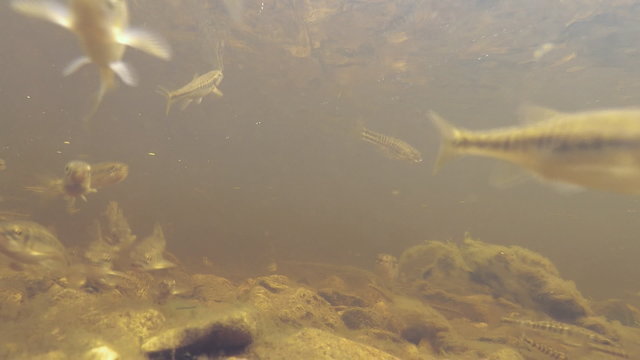 Fish Under Water to Attack the Camera /Small fish in the fast flowing river swim against the current. Fish try to eat the camera. Underwater