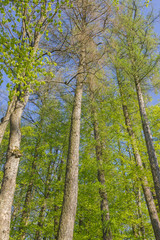 Baumriesen gen Himmel fotografiert