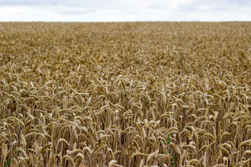 Getreidefeld im Sommer